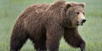 bear